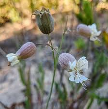 Attēlu rezultāti vaicājumam “Silene vulgaris bud”