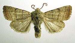 Attēlu rezultāti vaicājumam “Charanyca trigrammica”