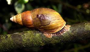 Attēlu rezultāti vaicājumam “Mollusca”