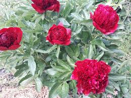 Attēlu rezultāti vaicājumam “Paeoniaceae”