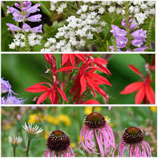Attēlu rezultāti vaicājumam “Juniperus communis female flower”