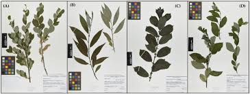 Attēlu rezultāti vaicājumam “Salix myrsinifolia male flower”