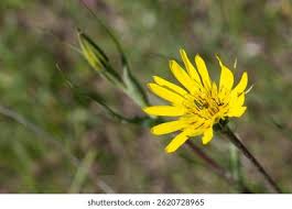 Attēlu rezultāti vaicājumam “Tragopogon heterospermus bud”