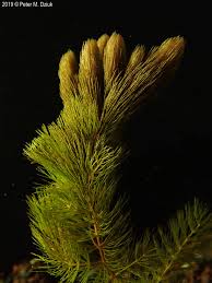 Attēlu rezultāti vaicājumam “Ceratophyllum demersum leaf”