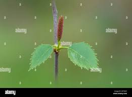 Attēlu rezultāti vaicājumam “Betula humilis male flower”