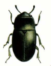 Attēlu rezultāti vaicājumam “Meligethes sp.”