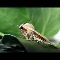 Attēlu rezultāti vaicājumam “Spilosoma lutea imago”