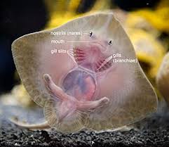 Image result for Raja undulata