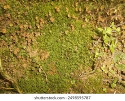 Attēlu rezultāti vaicājumam “Campylopus introflexus”