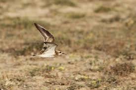 Image result for Charadrius asiaticus