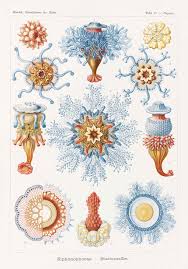 Image result for ernst haeckel