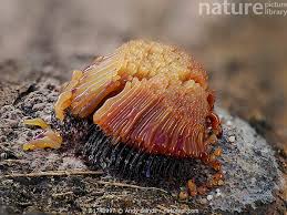 Attēlu rezultāti vaicājumam “Stemonitis flavogenita”