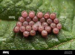 Attēlu rezultāti vaicājumam “Dolycoris baccarum”