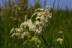 Attēlu rezultāti vaicājumam “Filipendula vulgaris leaf”