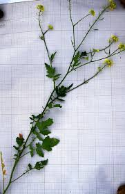 Attēlu rezultāti vaicājumam “Sinapis alba fruit”