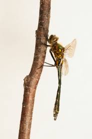 Attēlu rezultāti vaicājumam “Cordulia aenea”