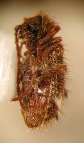 Attēlu rezultāti vaicājumam “Ptinus sp.”