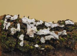 Attēlu rezultāti vaicājumam “Badhamiopsis ainoae macro”