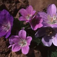 Image result for Geranium `Purple Haze`
