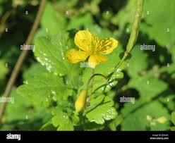 Attēlu rezultāti vaicājumam “Chelidonium majus bud”