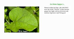 Attēlu rezultāti vaicājumam “Arctium lappa leaf”