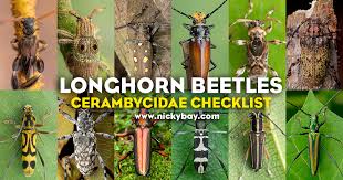 Attēlu rezultāti vaicājumam “Cerambycidae”