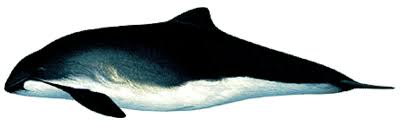 Image result for Phocoena phocoena