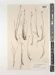 Attēlu rezultāti vaicājumam “Juncus stygius”