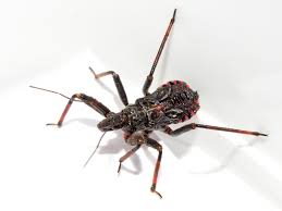 Attēlu rezultāti vaicājumam “Rhynocoris annulatus imago”