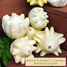 Attēlu rezultāti vaicājumam “Cucurbita pepo fruit”