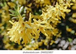 Attēlu rezultāti vaicājumam “Forsythia viridissima flower”