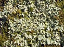 Attēlu rezultāti vaicājumam “Flavoparmelia caperata”