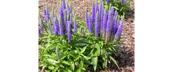 Attēlu rezultāti vaicājumam “Veronica spicata leaf”