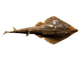 Image result for Rhinobatos rhinobatos