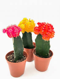 Image result for Gymnocalycium