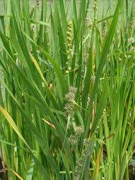 Attēlu rezultāti vaicājumam “Sparganium erectum aggr. leaf”