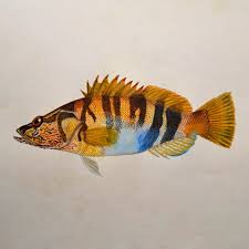 Image result for Serranus scriba