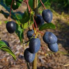 Attēlu rezultāti vaicājumam “Pinus ponderosa fruit”