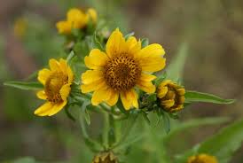 Attēlu rezultāti vaicājumam “Bidens cernua”