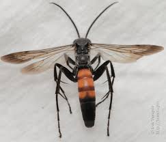 Attēlu rezultāti vaicājumam “Anoplius viaticus”