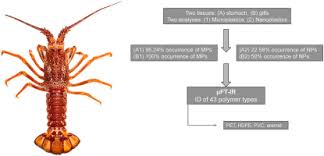 Image result for Palinurus elephas