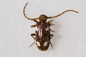 Attēlu rezultāti vaicājumam “Ptinus sp.”