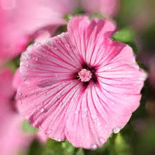 Image result for Lavatera trimestris