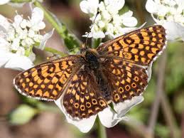 Attēlu rezultāti vaicājumam “Melitaea cinxia upperside”