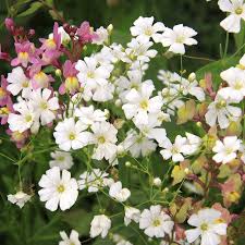 Image result for Gypsophila elegans