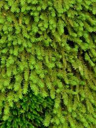 Attēlu rezultāti vaicājumam “Anomodon”