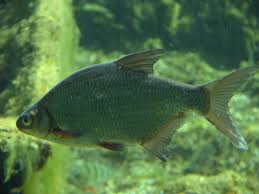 Image result for Blicca bjoerkna