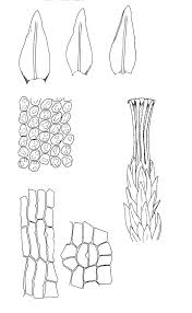 Attēlu rezultāti vaicājumam “Orthotrichum, Nyholmiella”
