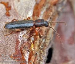 Attēlu rezultāti vaicājumam “Nothorhina punctata”