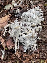 Attēlu rezultāti vaicājumam “Diderma cingulatum”